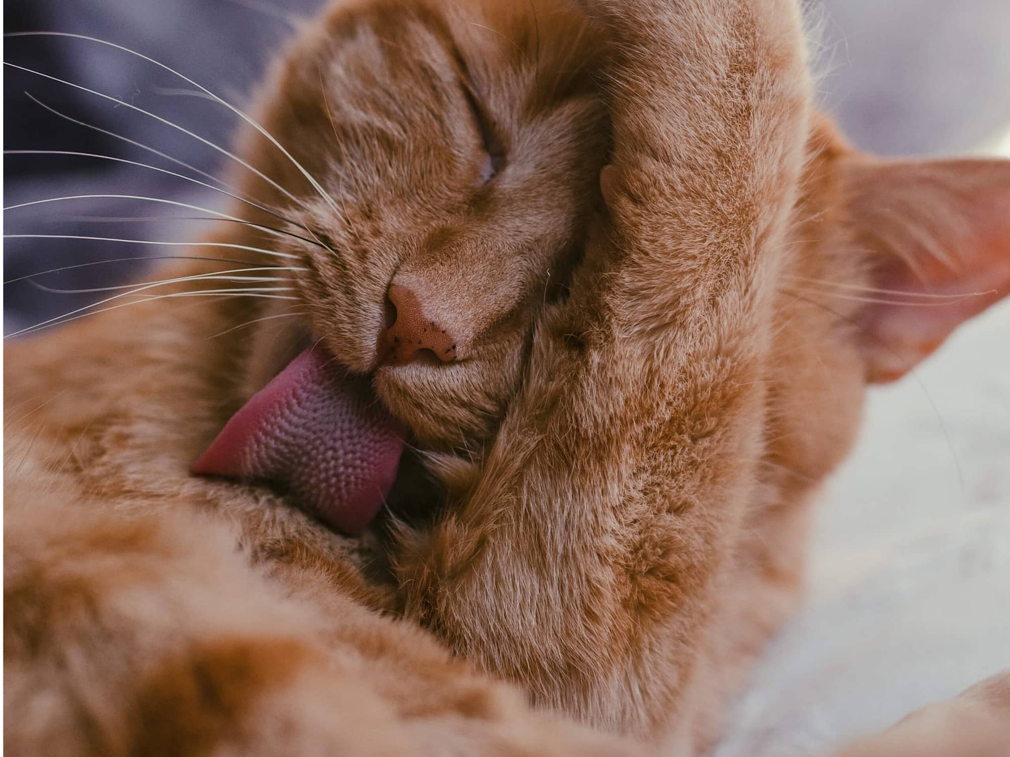 5-reasons-for-excessive-cat-grooming